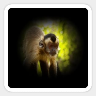 Tufted capuchin Sticker